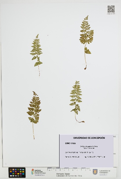Cystopteris apiiformis [Espécimen: UDEC:CONC:0171353]