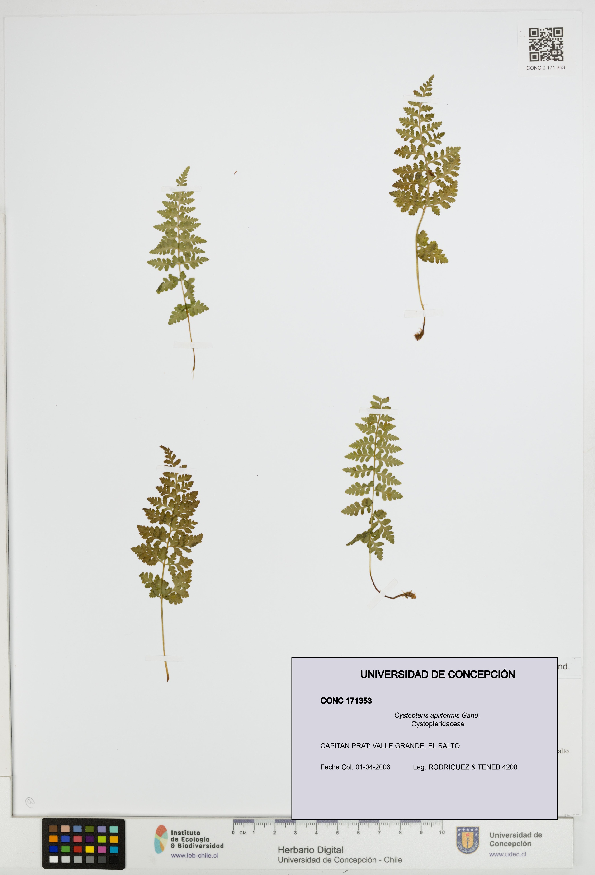 Cystopteris apiiformis [Espécimen: UDEC:CONC:0171353]