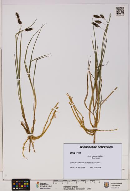 Carex magellanica [Espécimen: UDEC:CONC:0171366]