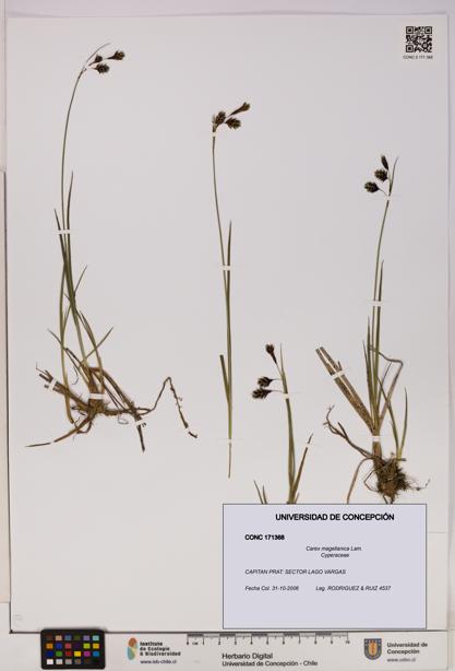 Carex magellanica [Espécimen: UDEC:CONC:0171368]