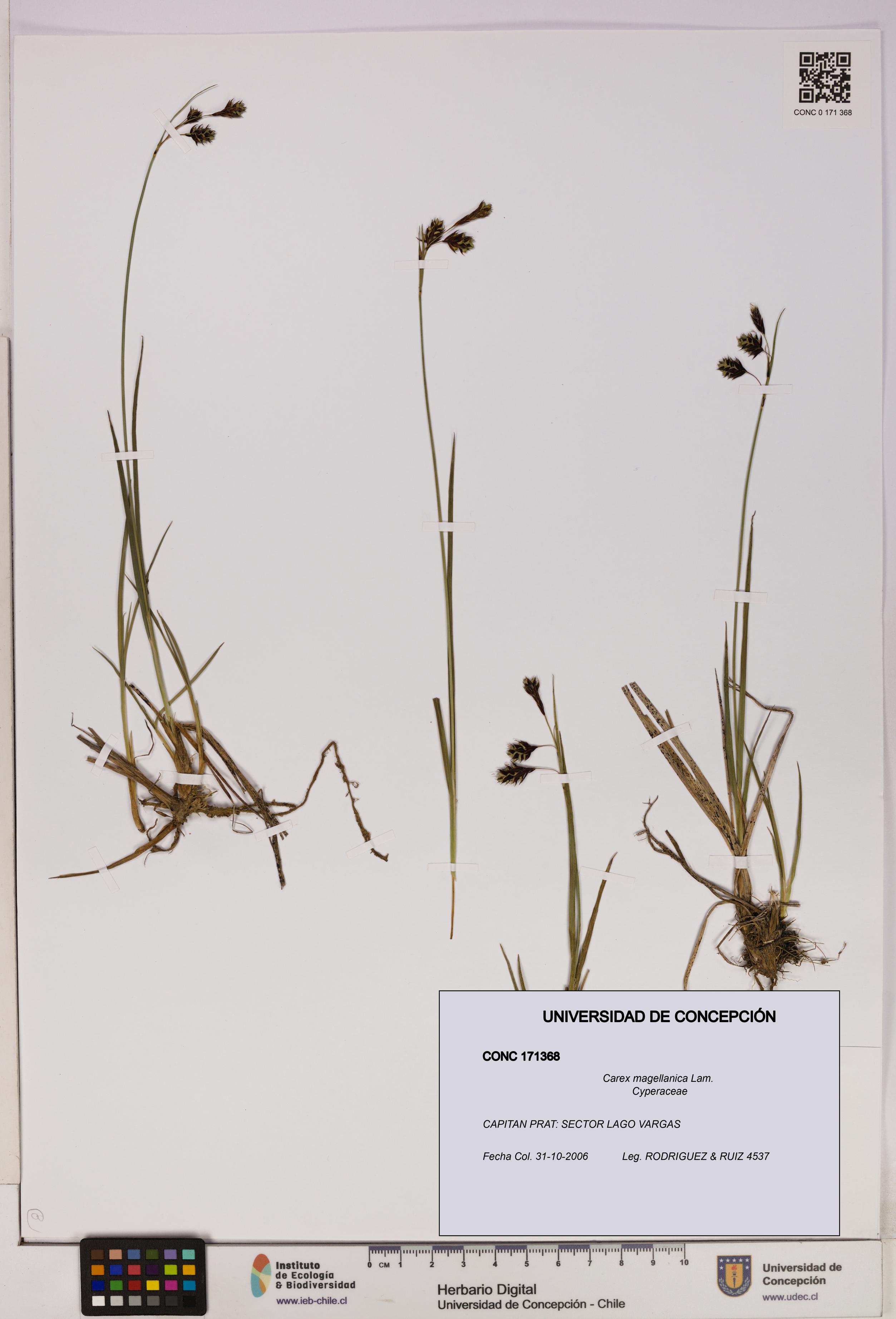 Carex magellanica [Espécimen: UDEC:CONC:0171368]