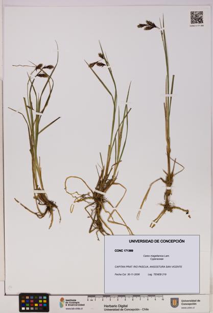 Carex magellanica [Espécimen: UDEC:CONC:0171369]