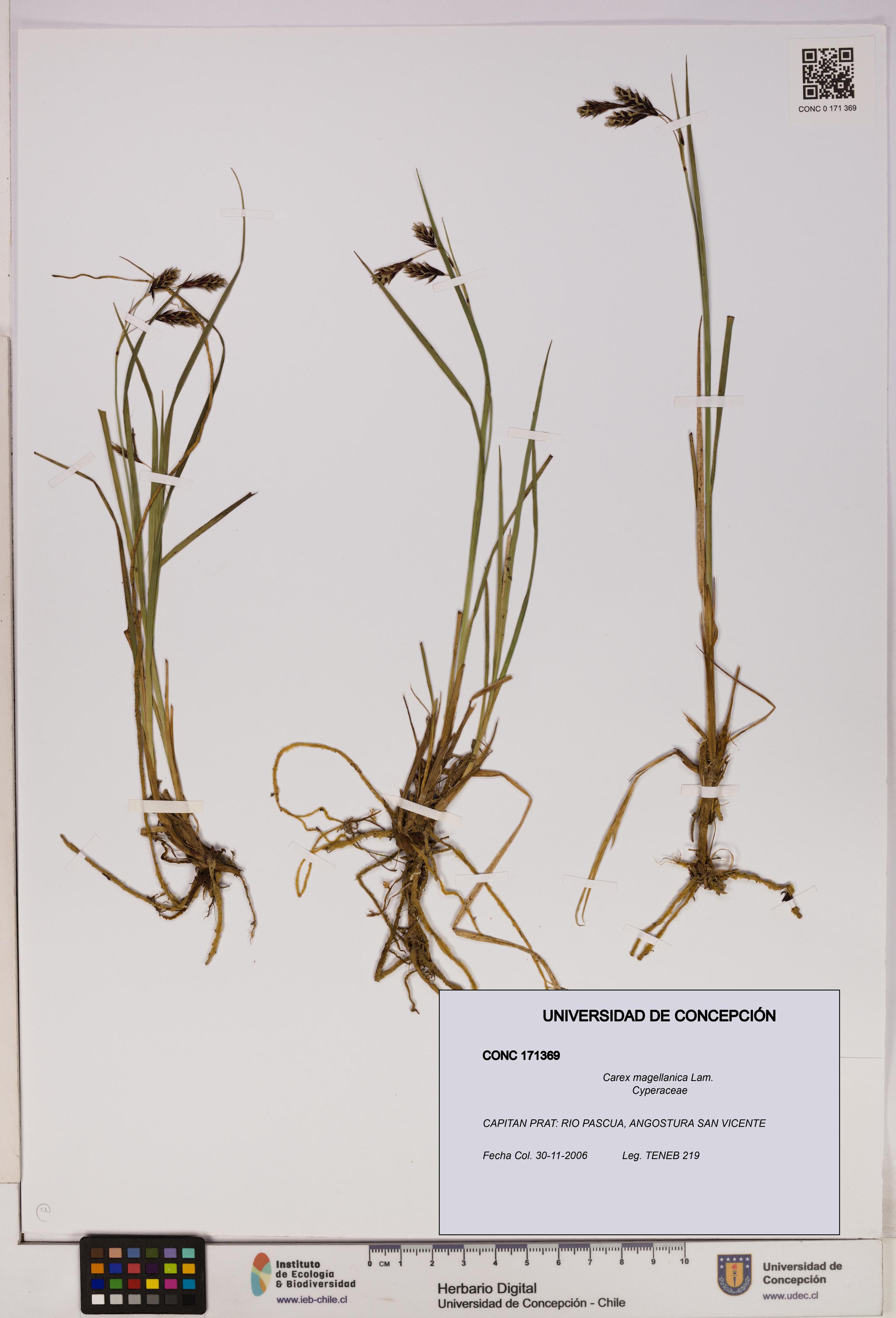 Carex magellanica [Espécimen: UDEC:CONC:0171369]