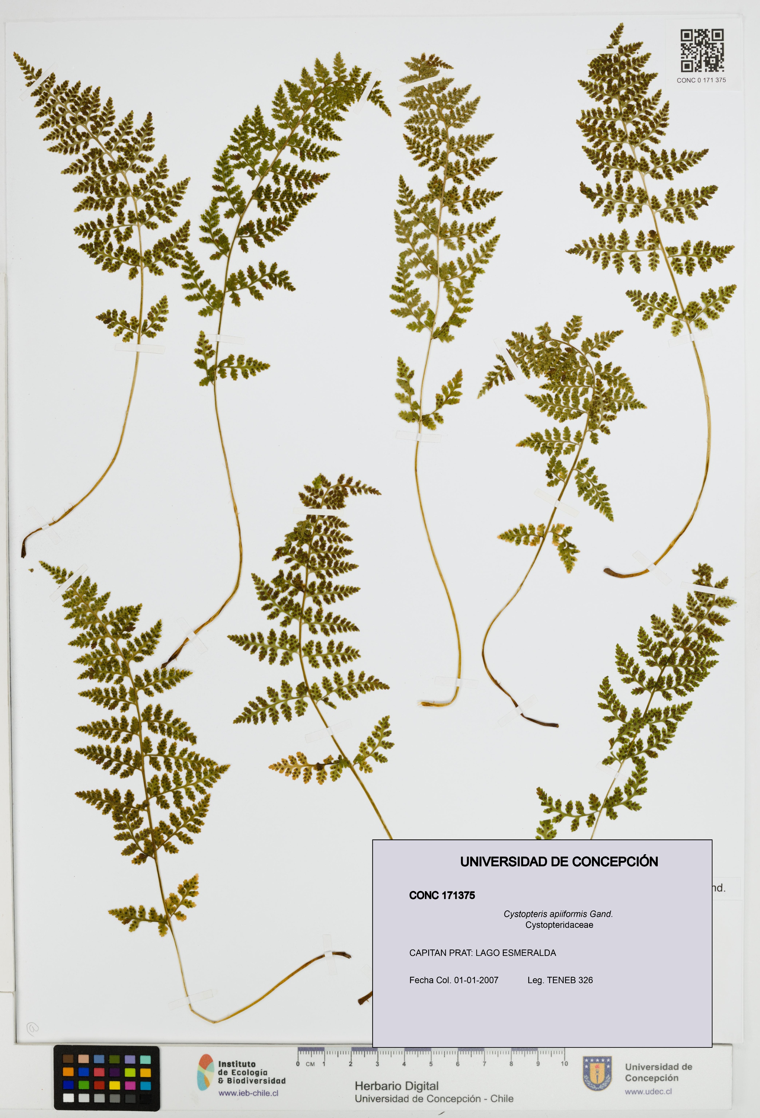 Cystopteris apiiformis [Espécimen: UDEC:CONC:0171375]