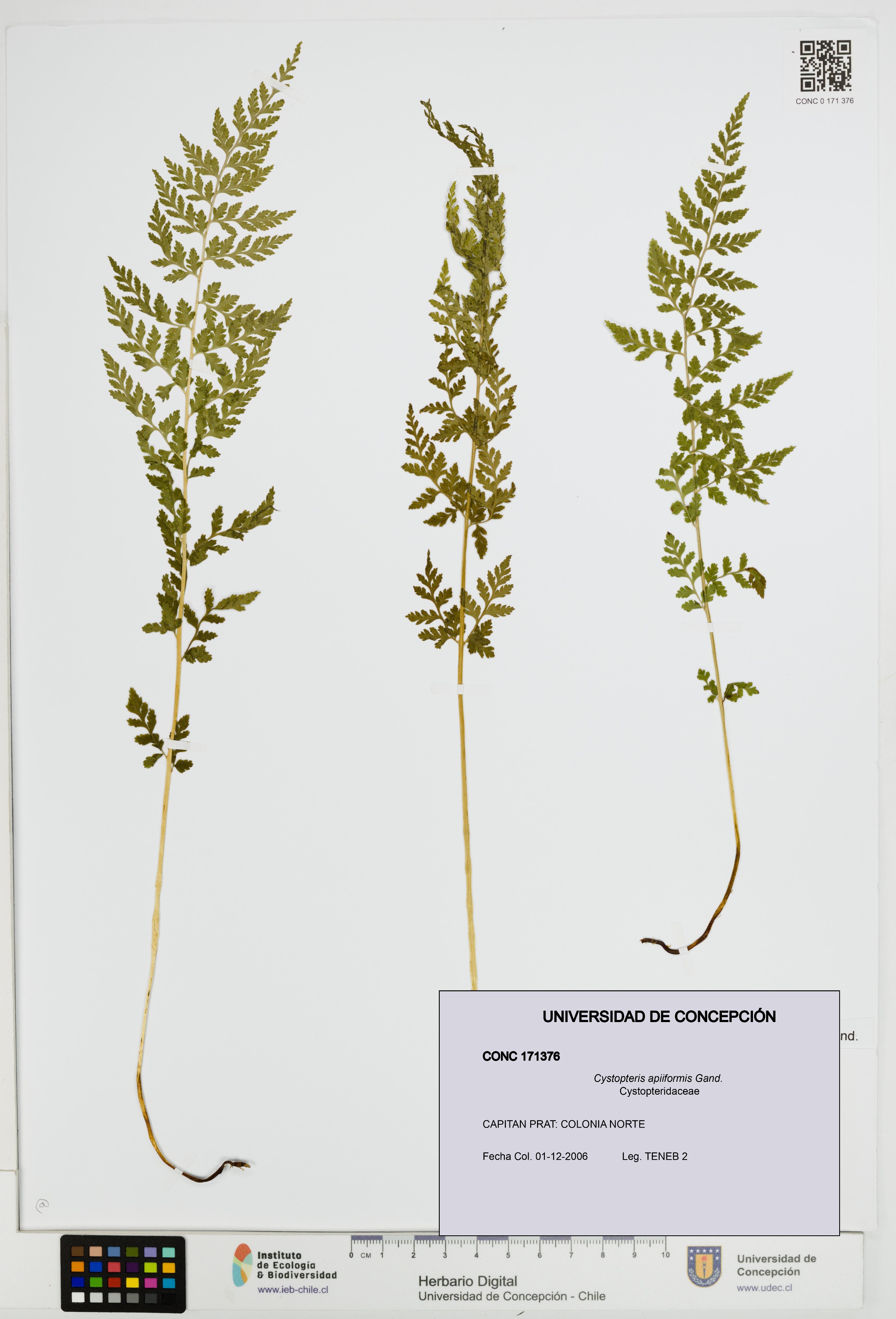 Cystopteris apiiformis [Espécimen: UDEC:CONC:0171376]