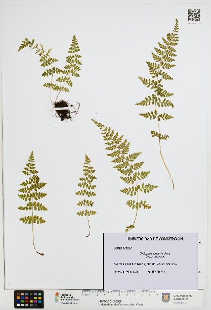 Cystopteris apiiformis [Espécimen: UDEC:CONC:0171377]
