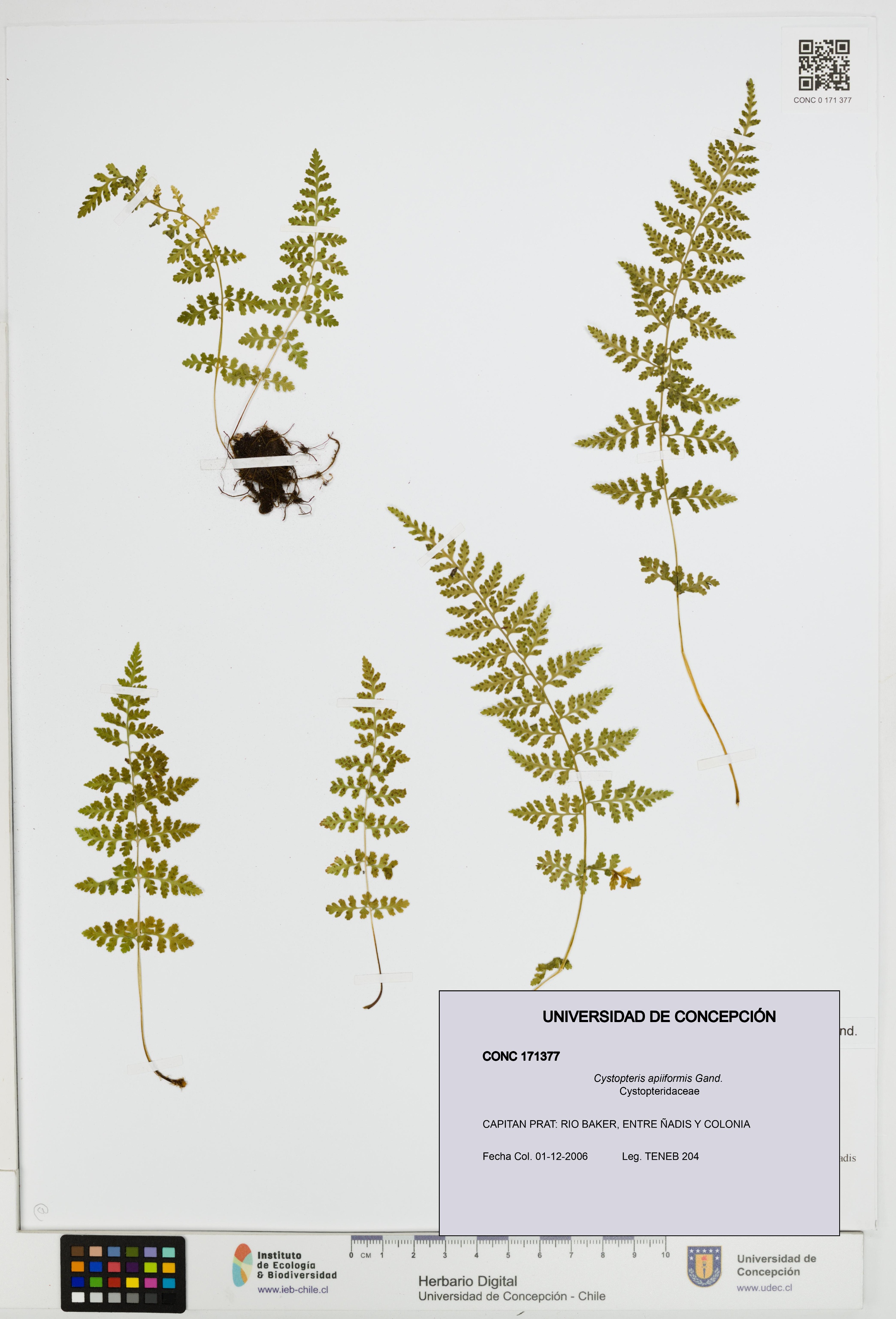 Cystopteris apiiformis [Espécimen: UDEC:CONC:0171377]