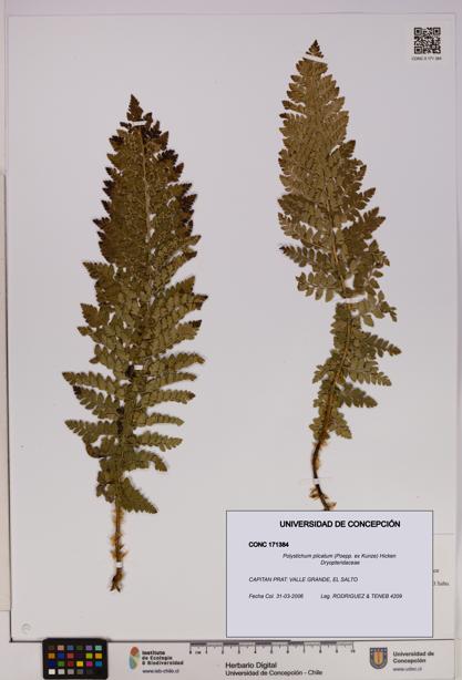 Polystichum plicatum [Espécimen: UDEC:CONC:0171384]