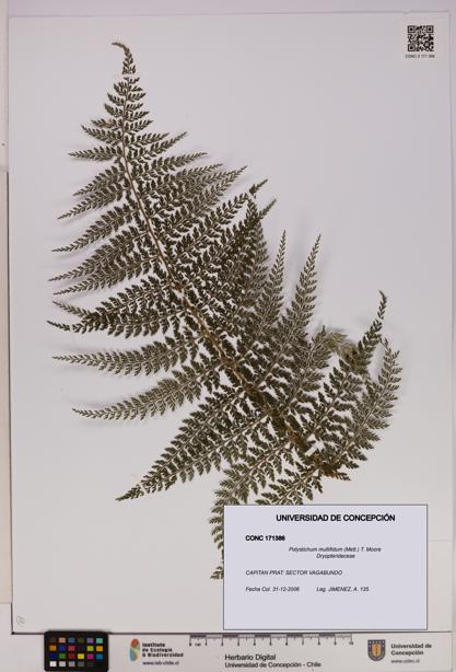 Polystichum multifidum [Espécimen: UDEC:CONC:0171386]