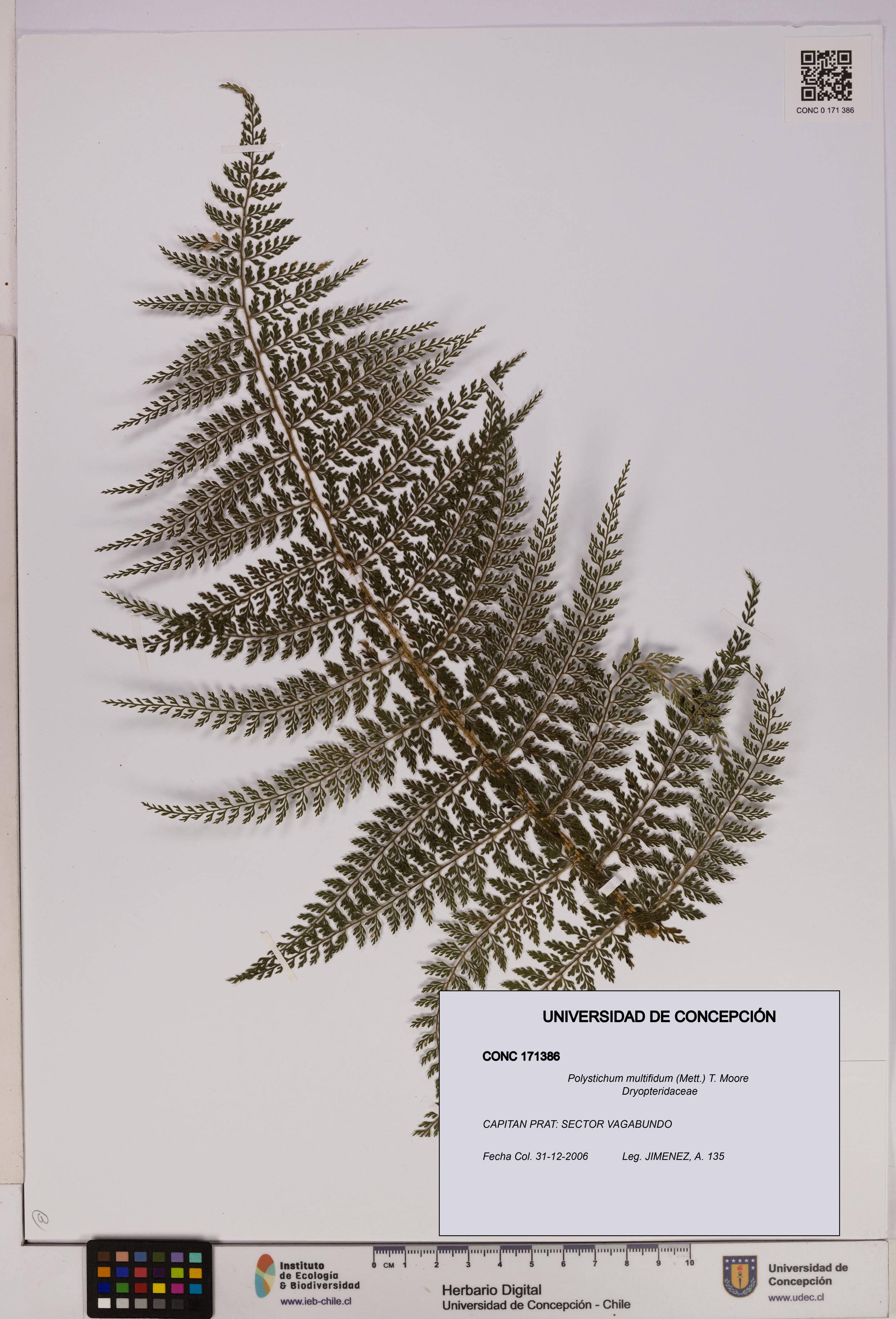 Polystichum multifidum [Espécimen: UDEC:CONC:0171386]