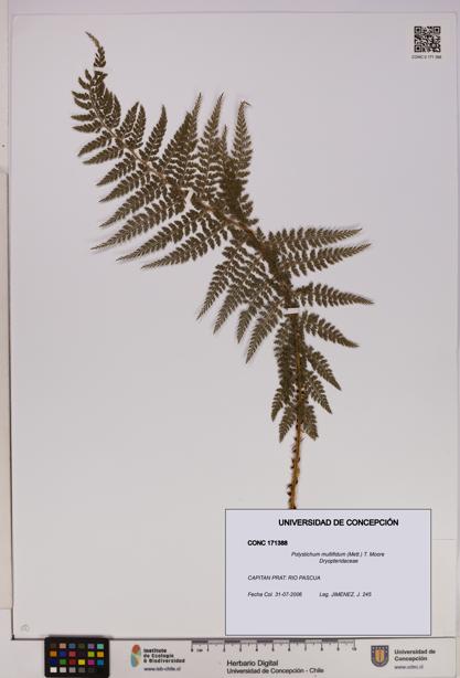Polystichum multifidum [Espécimen: UDEC:CONC:0171388]
