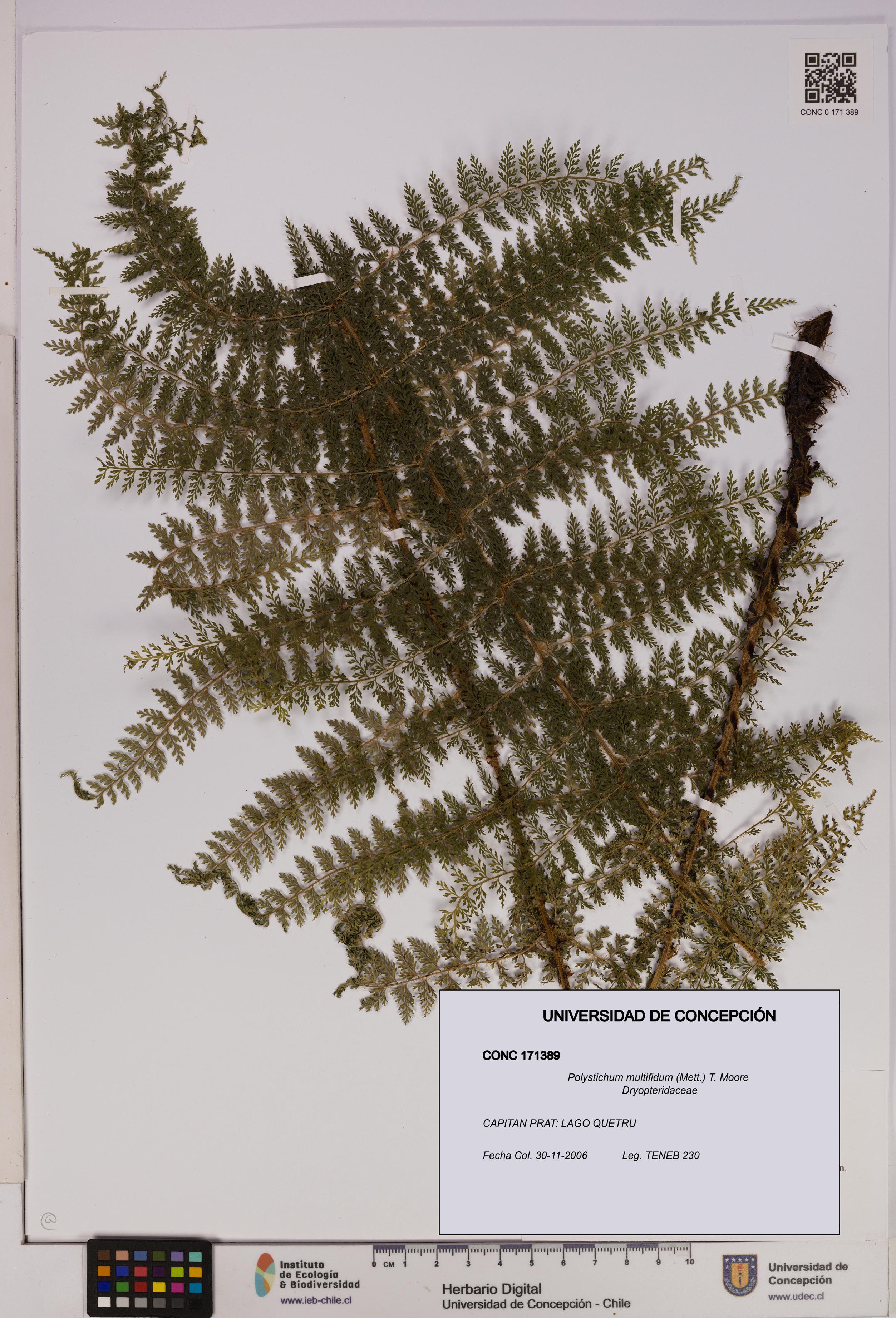 Polystichum multifidum [Espécimen: UDEC:CONC:0171389]