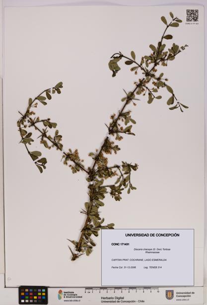 Discaria chacaye [Espécimen: UDEC:CONC:0171431]