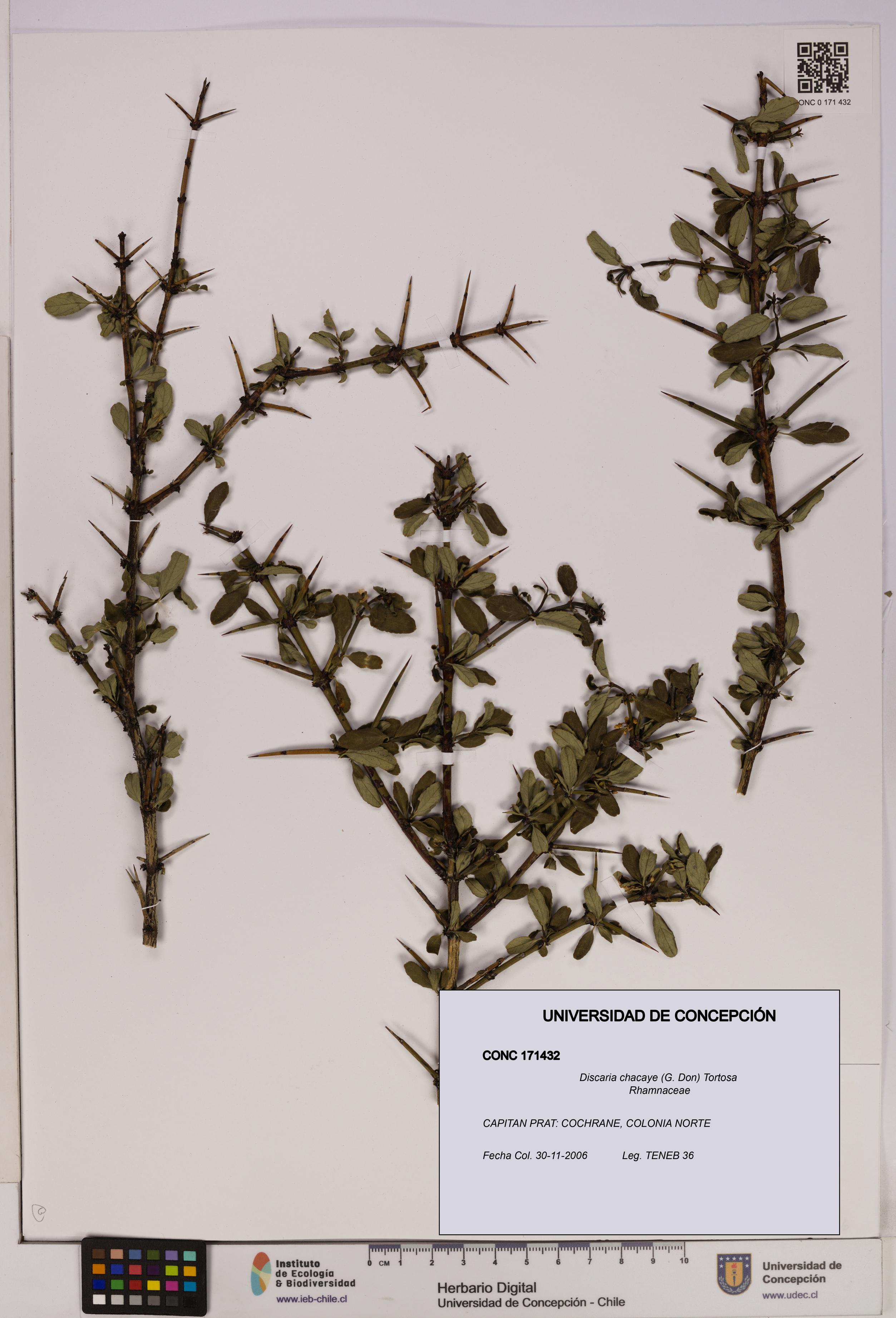 Discaria chacaye [Espécimen: UDEC:CONC:0171432]