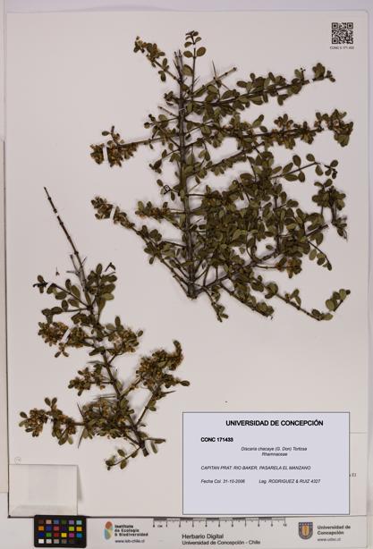 Discaria chacaye [Espécimen: UDEC:CONC:0171433]