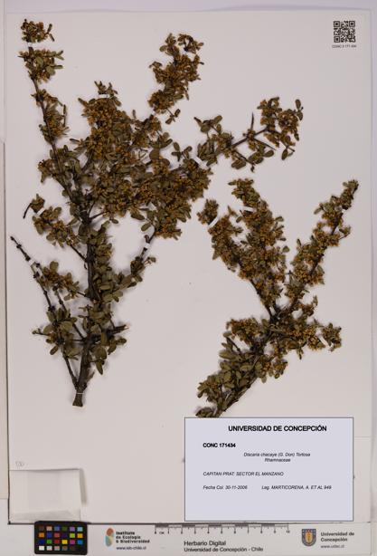 Discaria chacaye [Espécimen: UDEC:CONC:0171434]