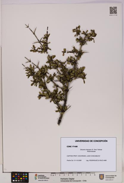 Discaria chacaye [Espécimen: UDEC:CONC:0171435]