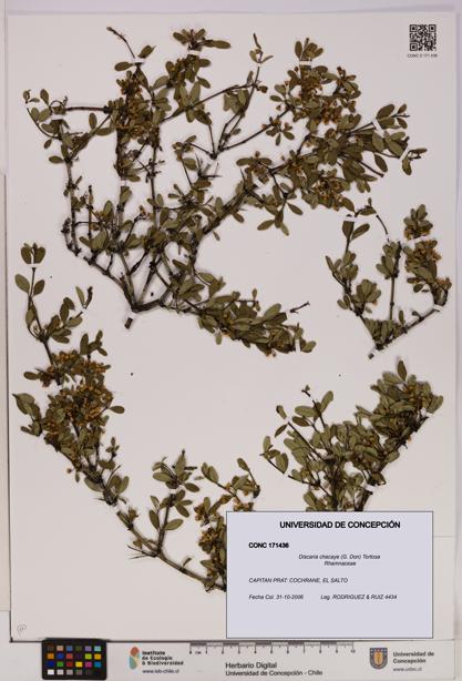 Discaria chacaye [Espécimen: UDEC:CONC:0171436]