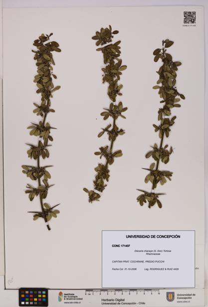 Discaria chacaye [Espécimen: UDEC:CONC:0171437]