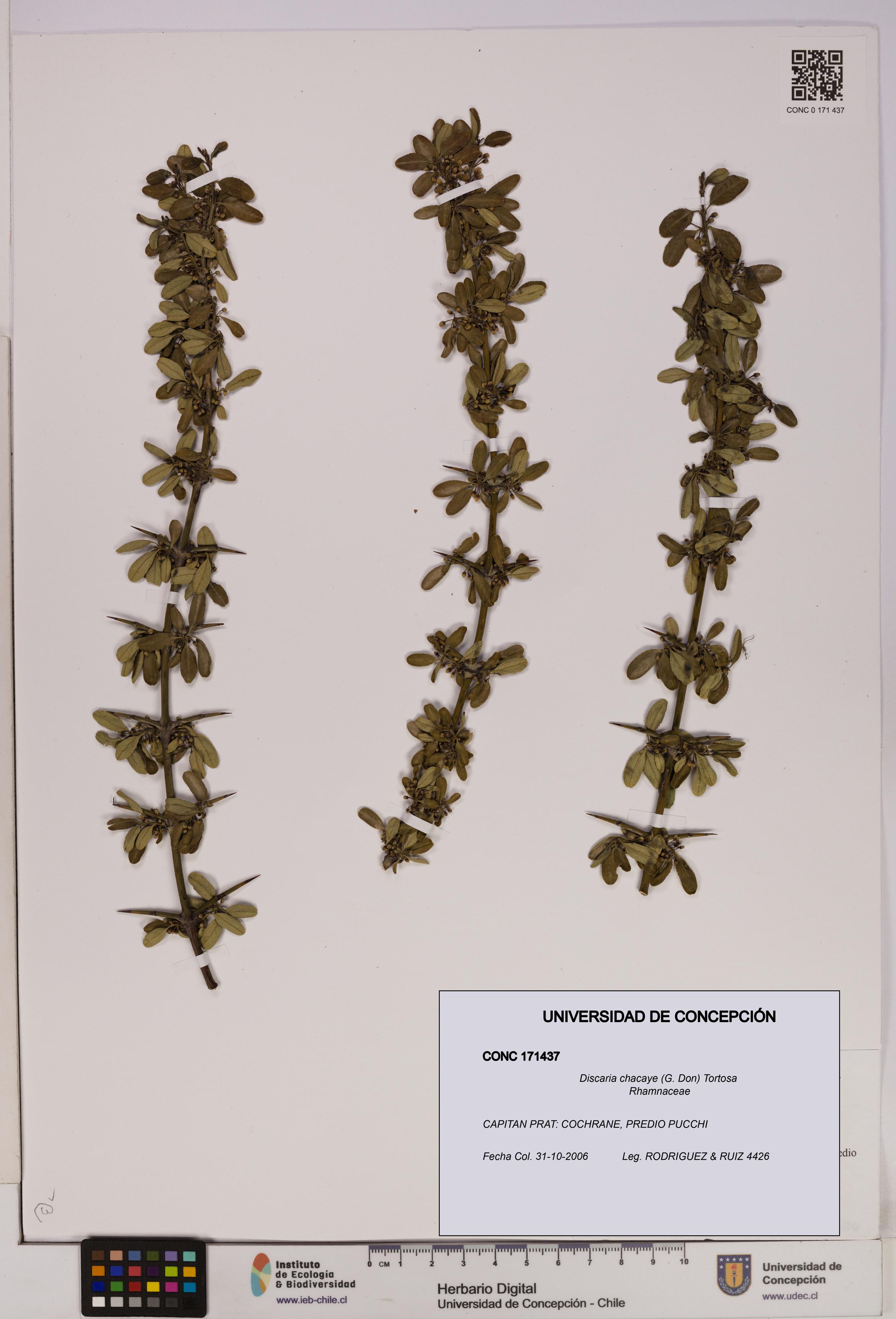 Discaria chacaye [Espécimen: UDEC:CONC:0171437]