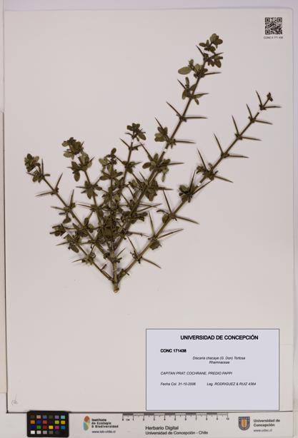 Discaria chacaye [Espécimen: UDEC:CONC:0171438]