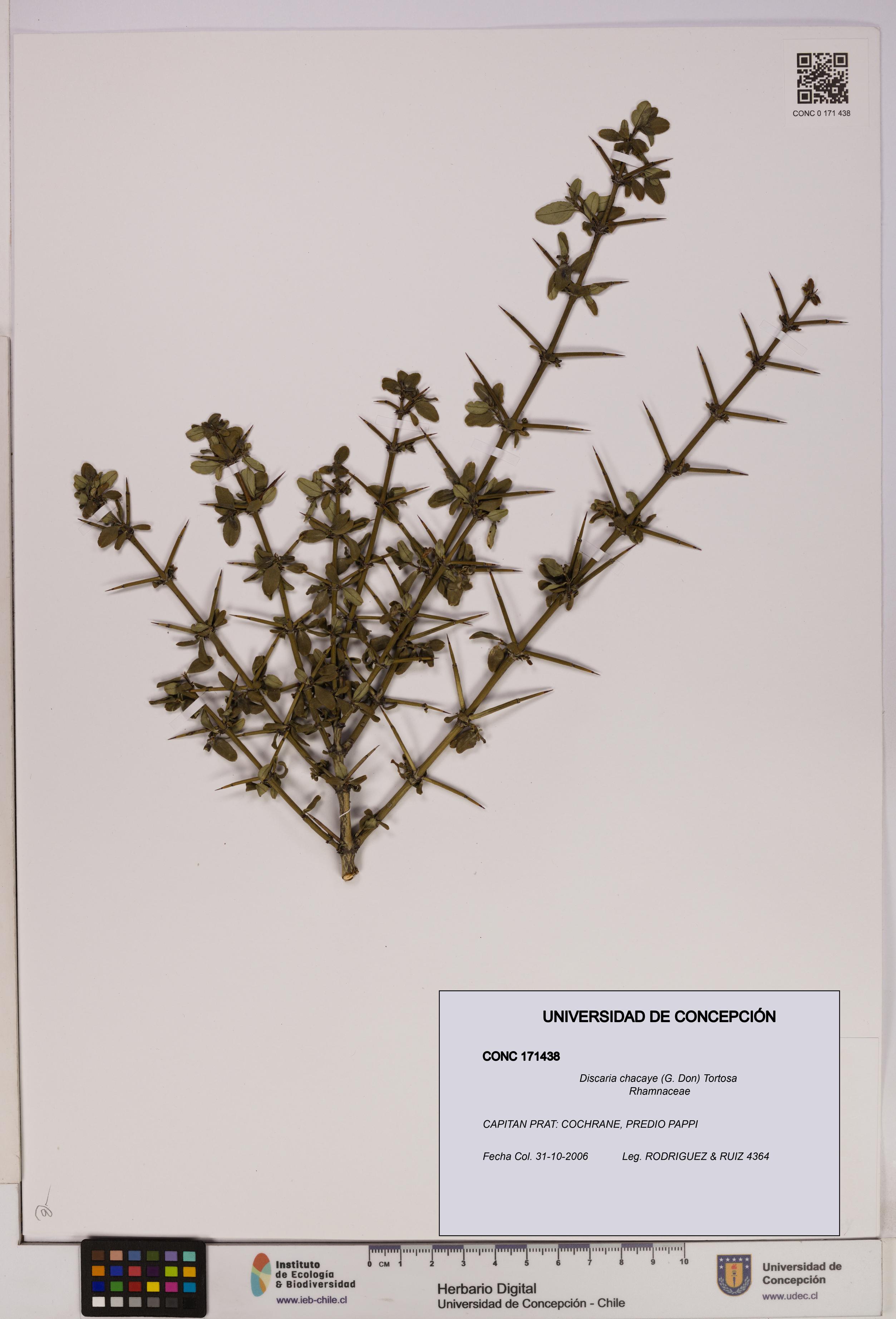 Discaria chacaye [Espécimen: UDEC:CONC:0171438]