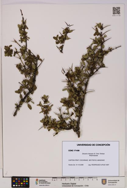 Discaria chacaye [Espécimen: UDEC:CONC:0171439]