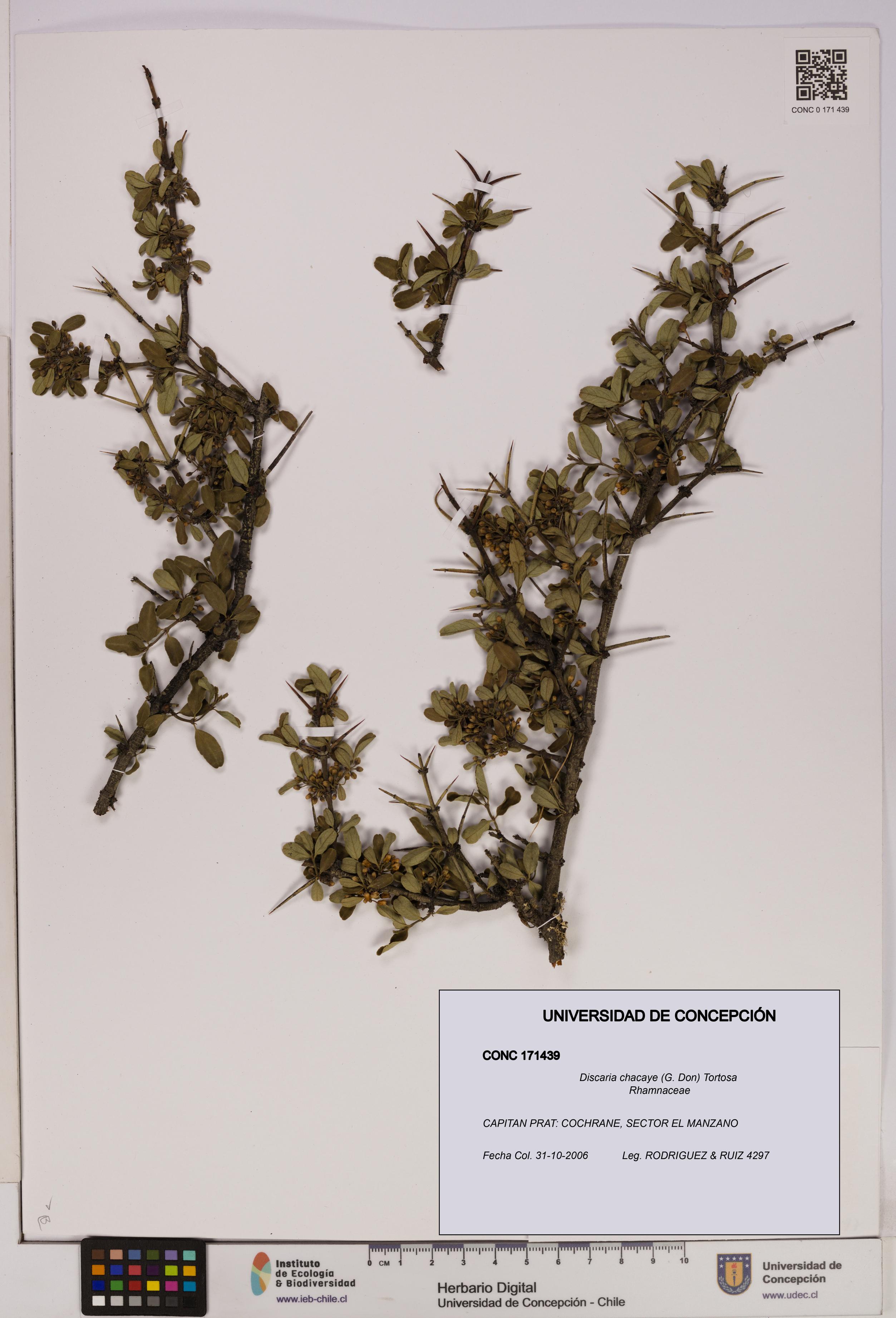 Discaria chacaye [Espécimen: UDEC:CONC:0171439]
