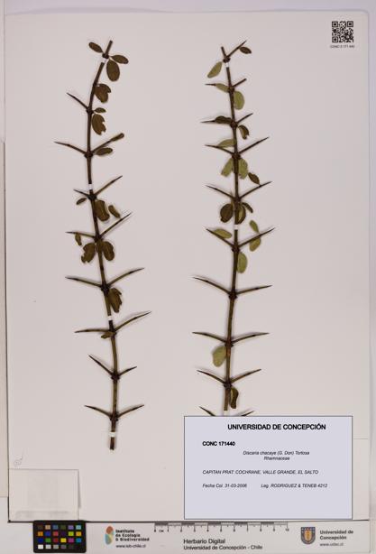 Discaria chacaye [Espécimen: UDEC:CONC:0171440]