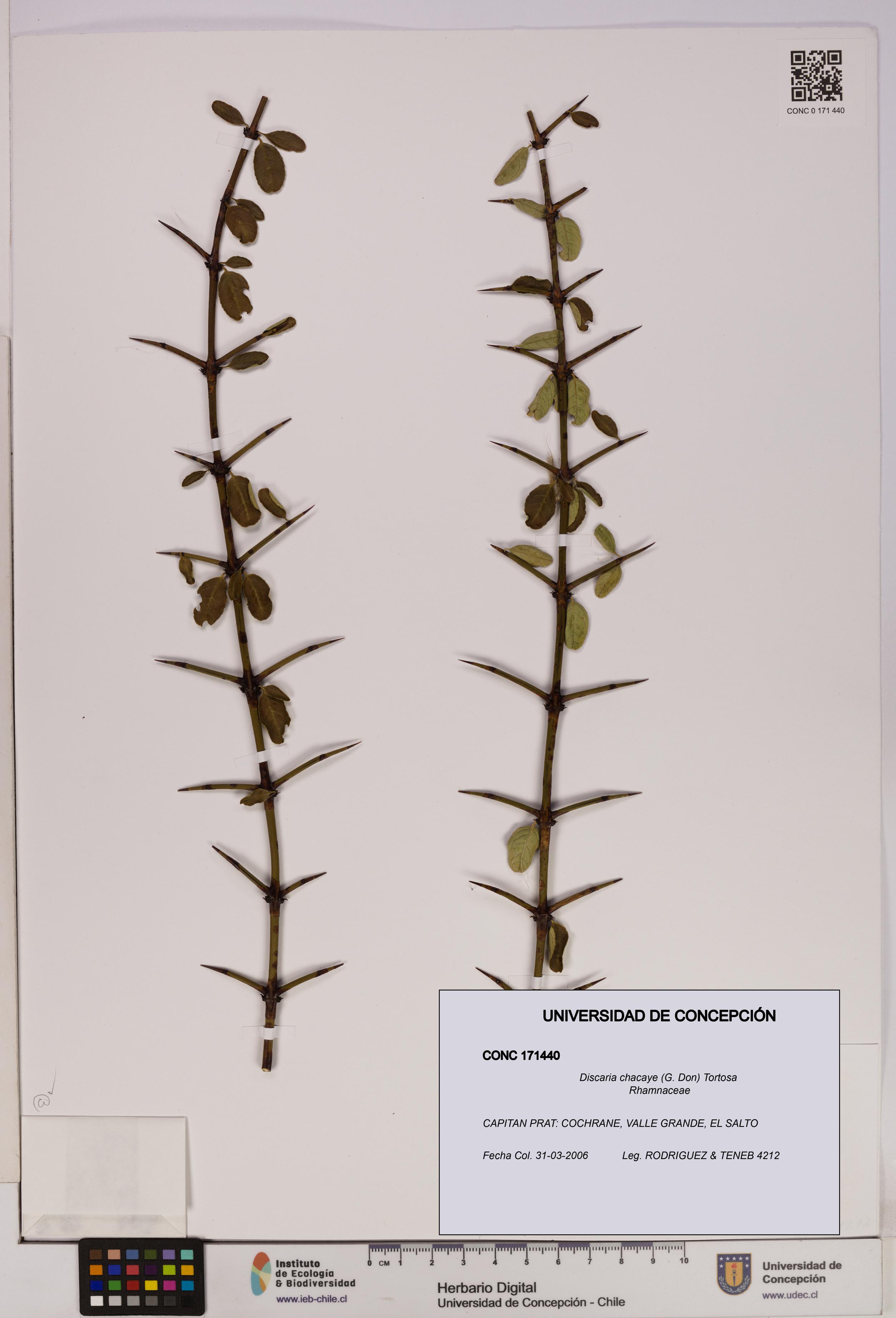 Discaria chacaye [Espécimen: UDEC:CONC:0171440]