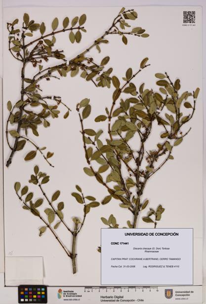 Discaria chacaye [Espécimen: UDEC:CONC:0171441]