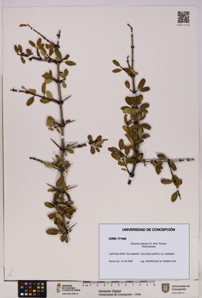 Discaria chacaye [Espécimen: UDEC:CONC:0171442]