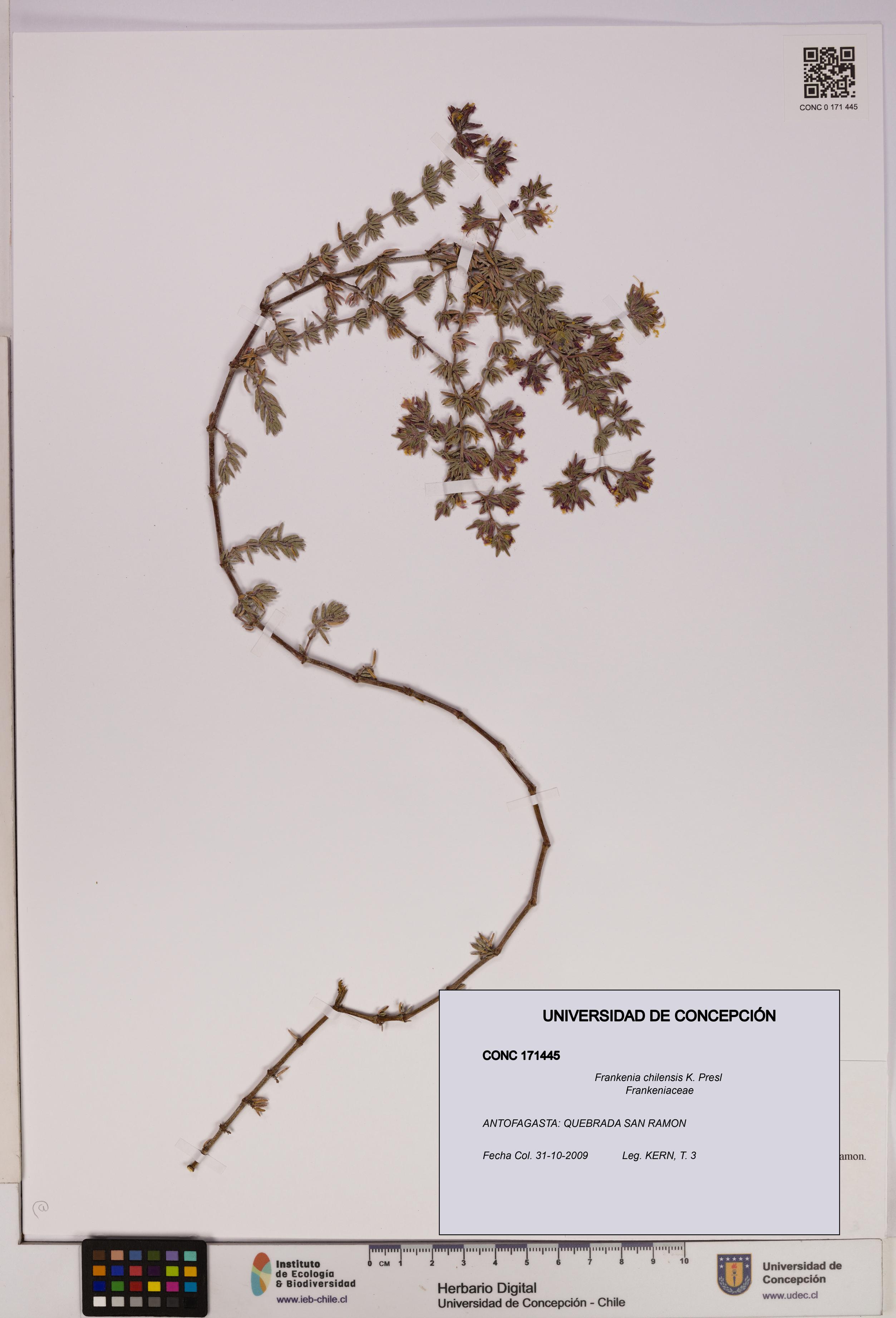 Frankenia chilensis [Espécimen: UDEC:CONC:0171445]