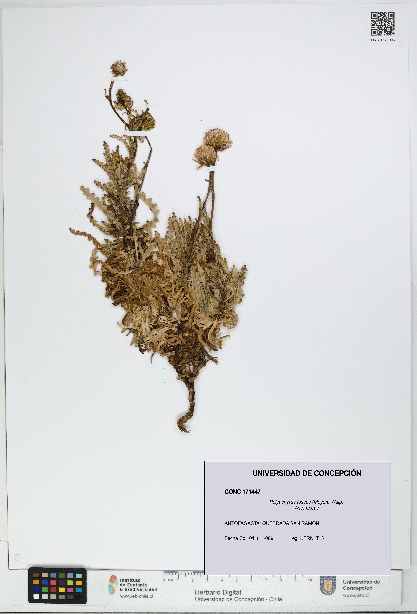 Polyachyrus fuscus [Espécimen: UDEC:CONC:0171447]