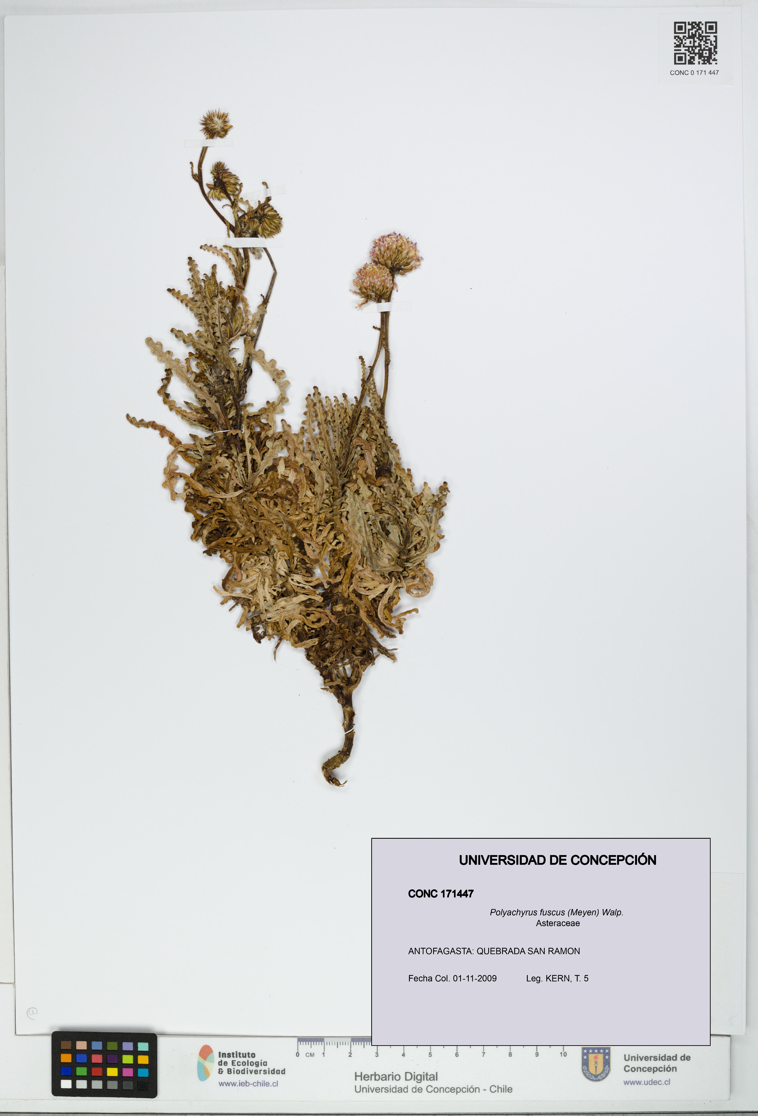 Polyachyrus fuscus [Espécimen: UDEC:CONC:0171447]