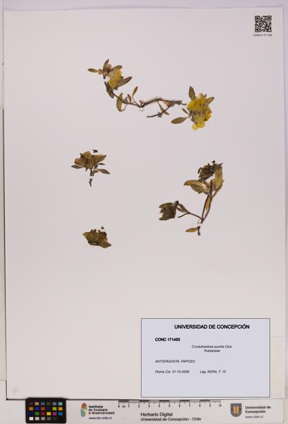 Cruckshanksia pumila [Espécimen: UDEC:CONC:0171453]