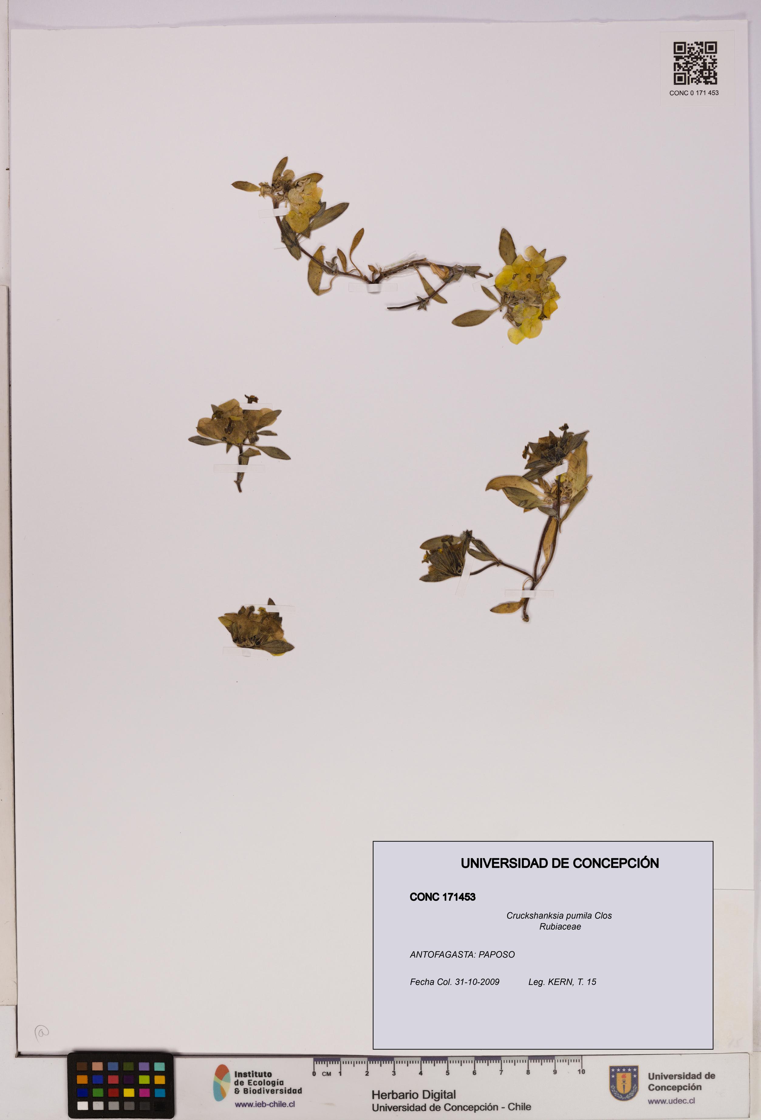 Cruckshanksia pumila [Espécimen: UDEC:CONC:0171453]