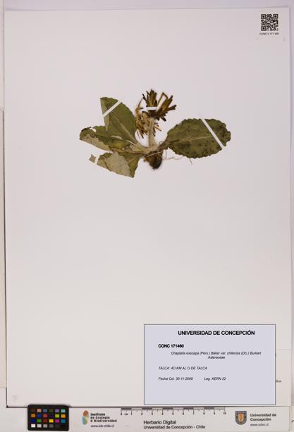 Chaptalia exscapa var. chilensis [Espécimen: UDEC:CONC:0171460]