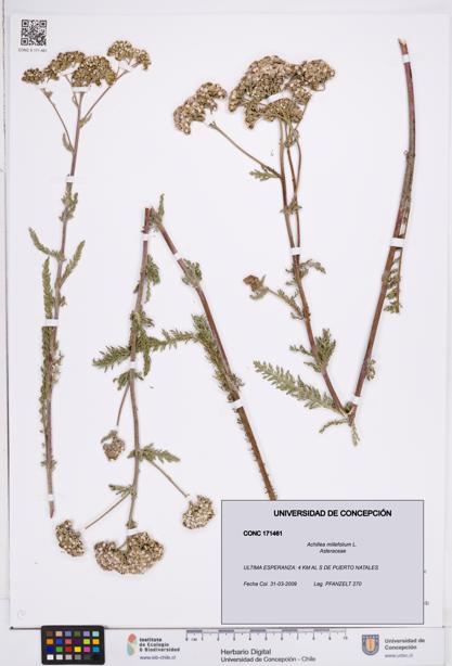 Achillea millefolium [Espécimen: ]