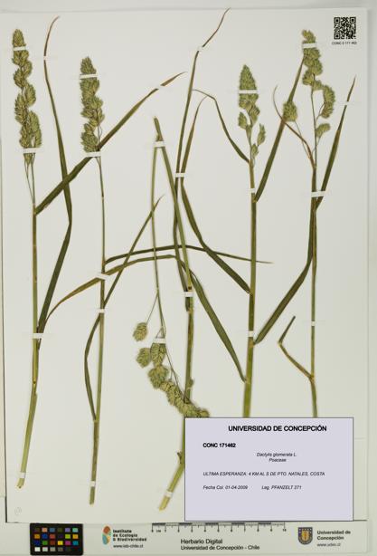 Dactylis glomerata [Espécimen: UDEC:CONC:0171462]