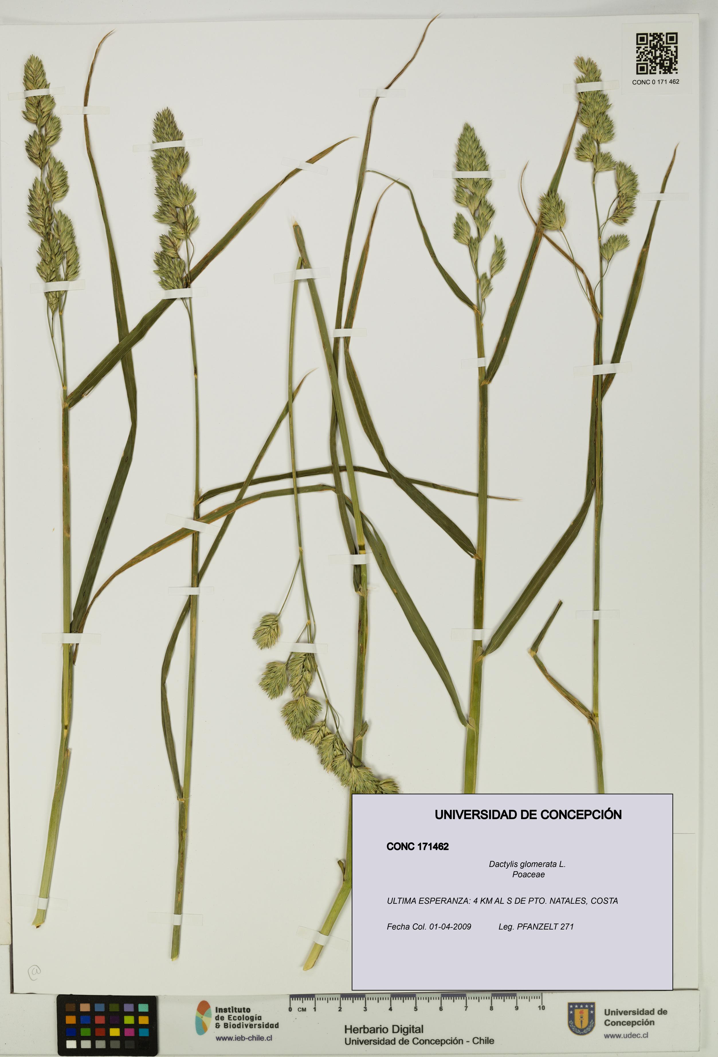 Dactylis glomerata [Espécimen: UDEC:CONC:0171462]