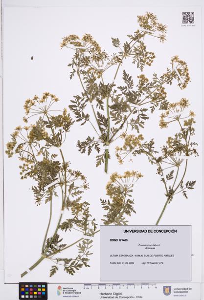 Conium maculatum [Espécimen: ]