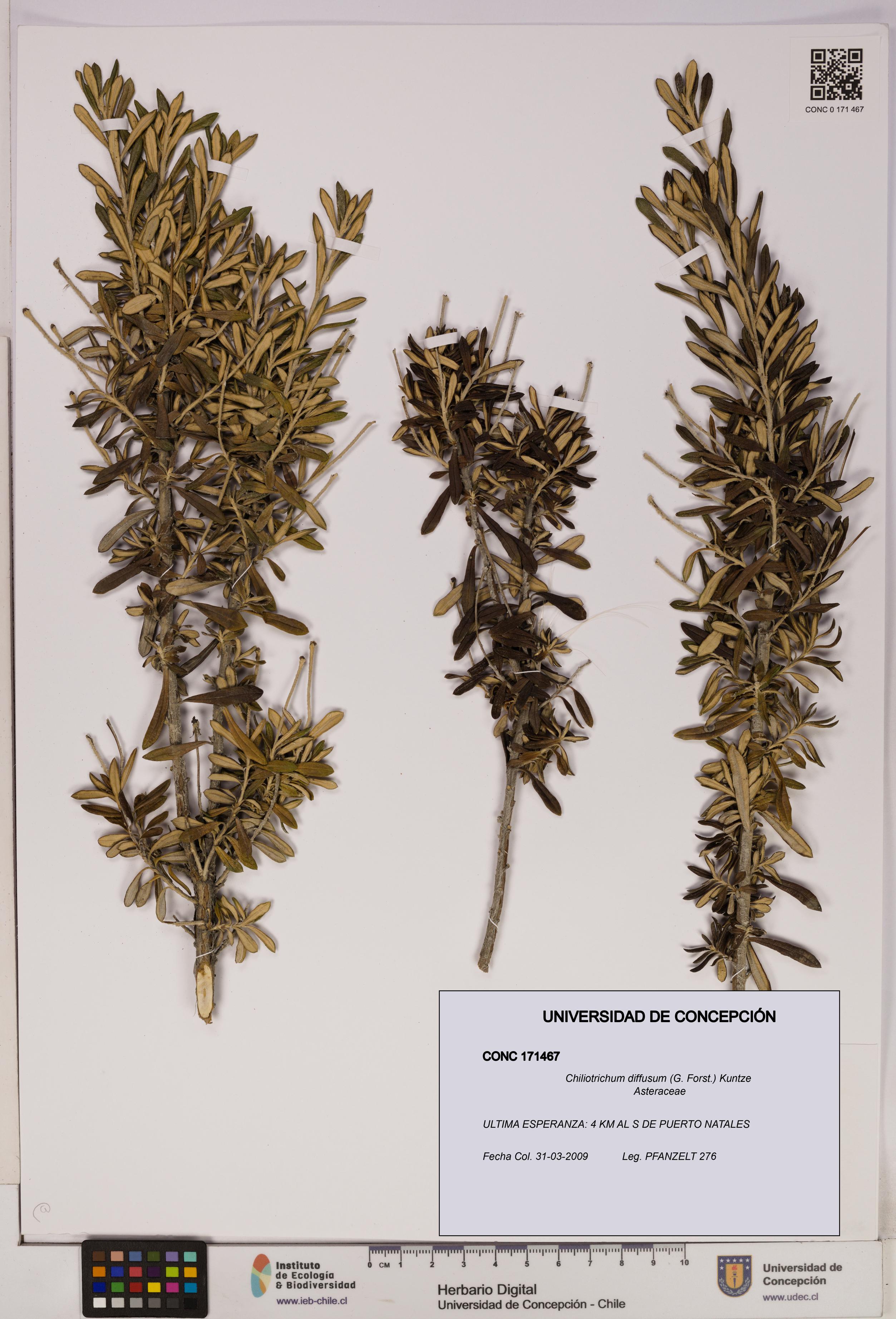Chiliotrichum diffusum [Espécimen: UDEC:CONC:0171467]