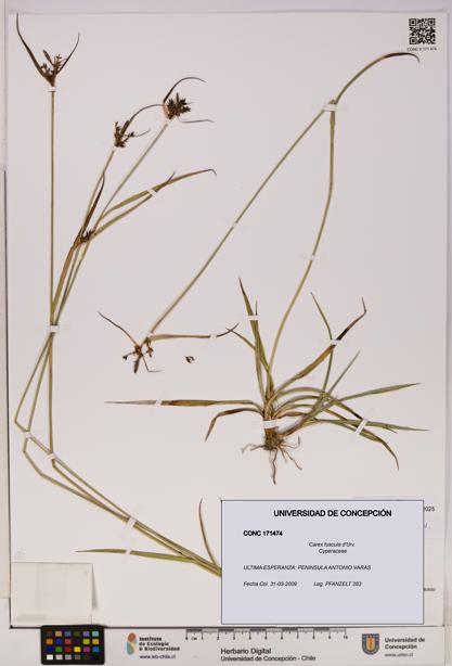 Carex fuscula [Espécimen: UDEC:CONC:0171474]