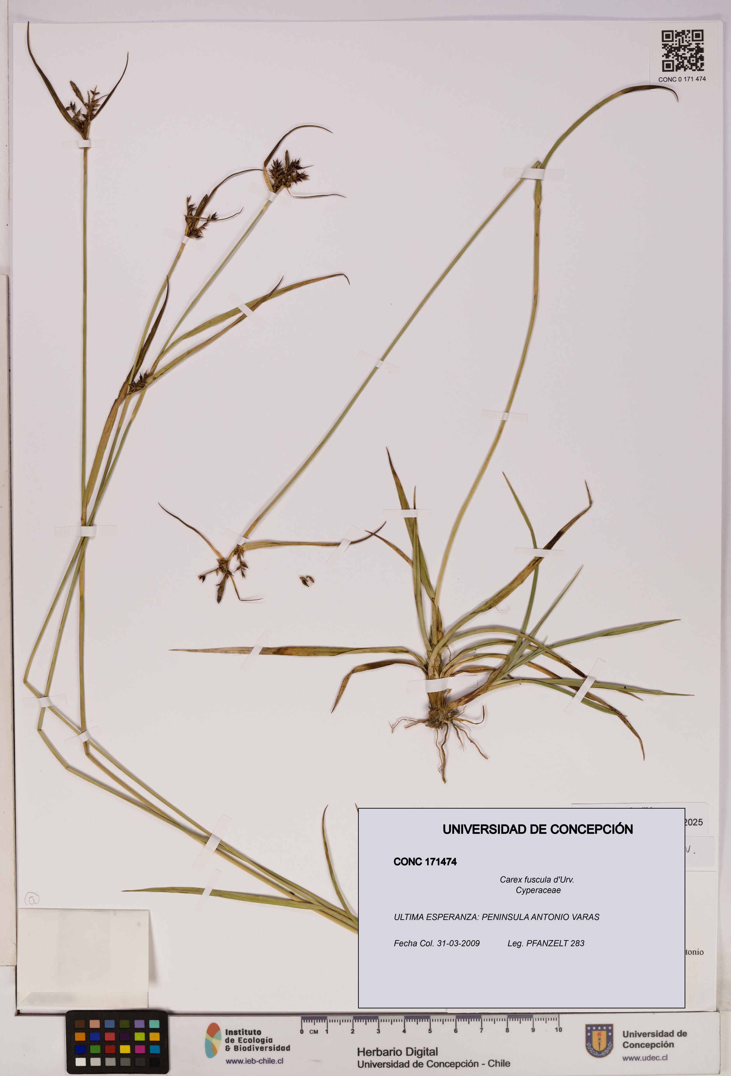 Carex fuscula [Espécimen: UDEC:CONC:0171474]