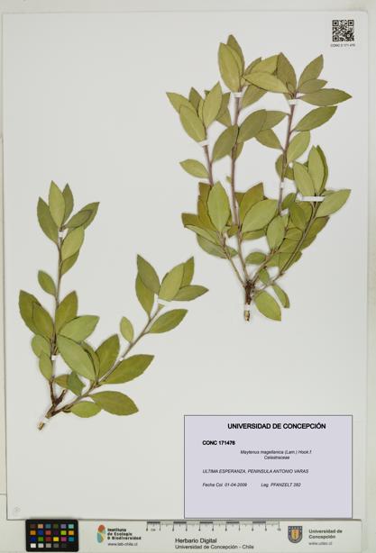 Maytenus magellanica [Espécimen: UDEC:CONC:0171476]