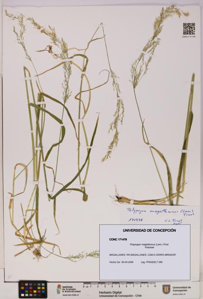 Polypogon magellanicus [Espécimen: UDEC:CONC:0171478]