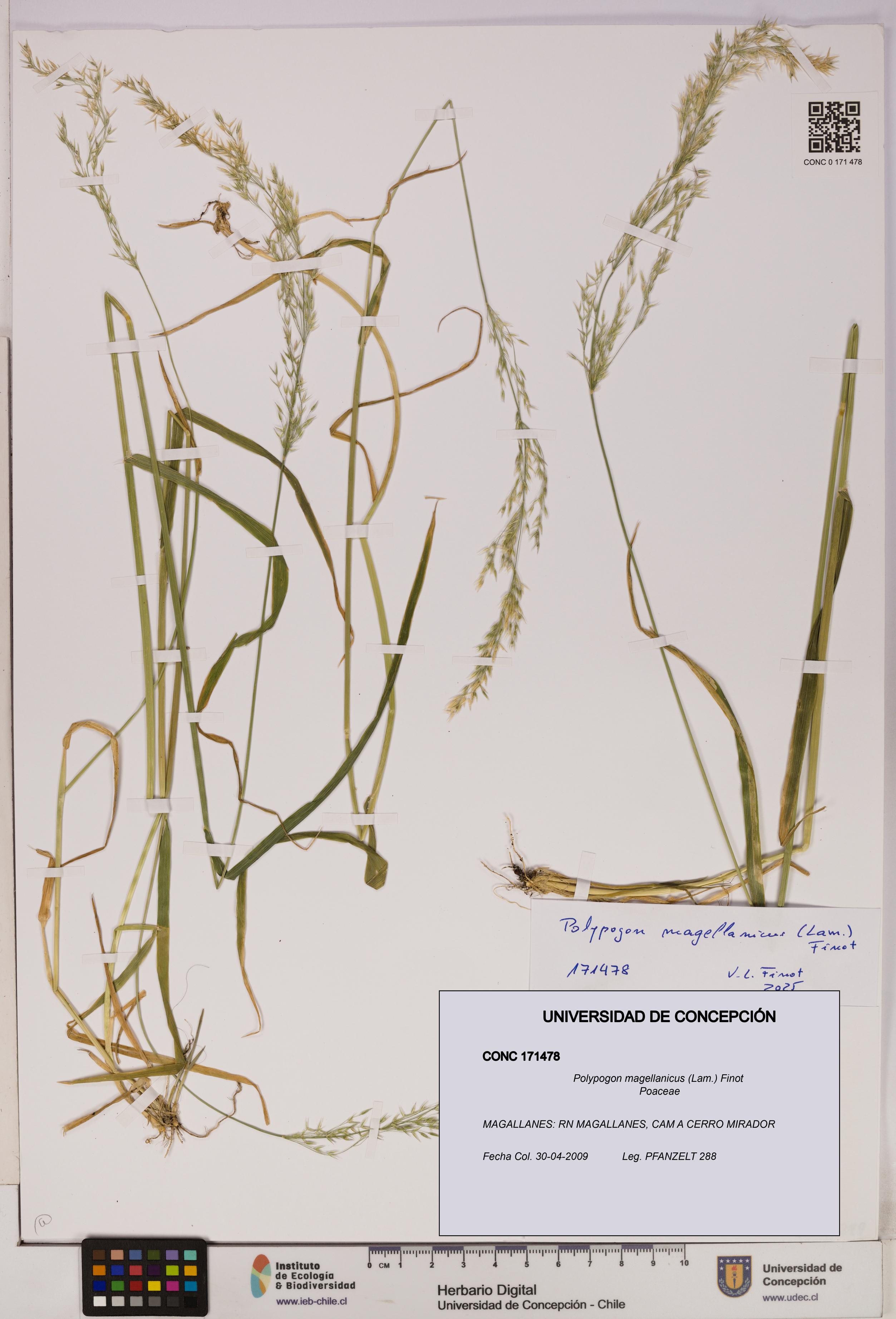 Polypogon magellanicus [Espécimen: UDEC:CONC:0171478]