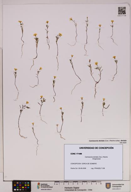 Camissonia dentata [Espécimen: UDEC:CONC:0171486]