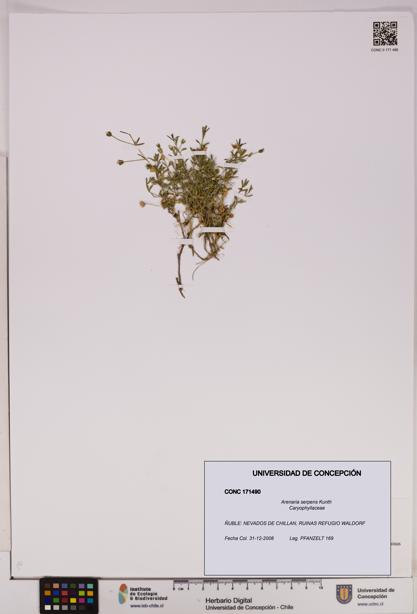 Arenaria serpens [Espécimen: UDEC:CONC:0171490]